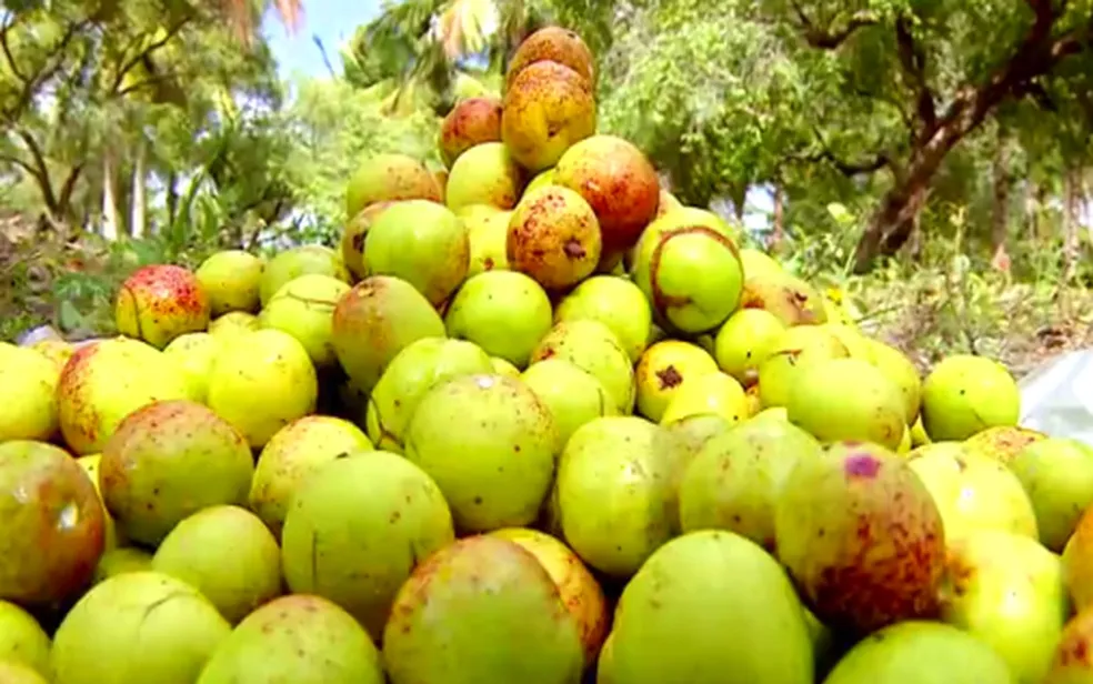 Paraíba lidera produção de mangaba no Brasil e se destaca no extrativismo vegetal em 2023