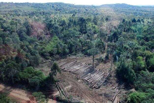 Operação “Mata Atlântica em Pé” resulta em mais de R$ 600 mil em multas na Paraíba