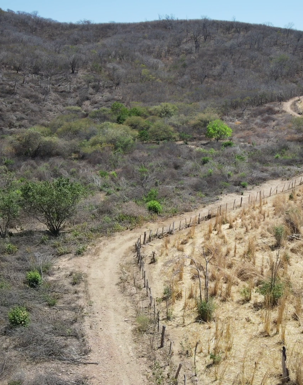 PROTEÇÃO DA BIODIVERSIDADE: Ibama embarga 549 hectares desmatados ilegalmente na Paraíba