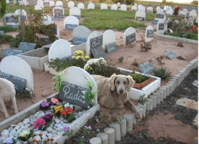 João Pessoa pode ganhar cemitério público para cães e gatos; proposta tramita na CMJP