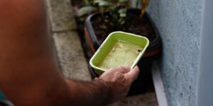 El Niño pode aumentar casos de chikungunya e dengue no Brasil