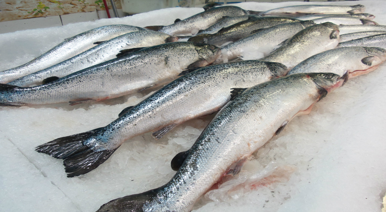 Quaresma:  diferença no preço do peixe chega R$ 106,90 em supermercados e feiras livres de JP