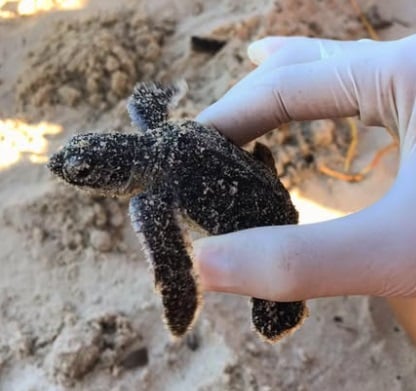 Ong anuncia nascimento de tartarugas marinhas em Cabedelo neste sábado