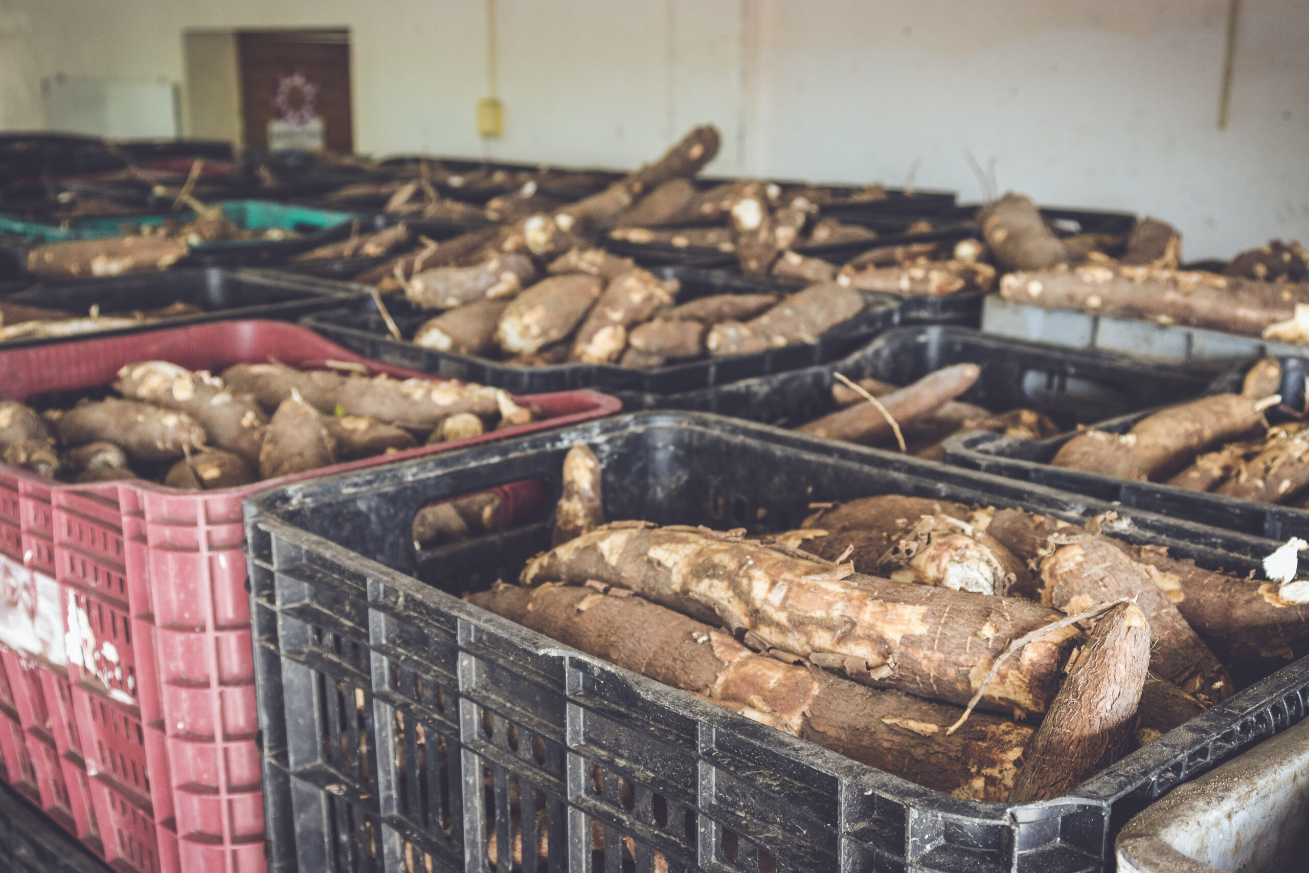 PMJP fará seleção de agricultores familiares para abastecimento do Banco de Alimentos da Capital; saiba mais