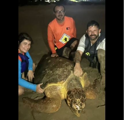 Tartaruga-cabeçuda é resgatada debilitada após ingerir plástico na praia de Intermares