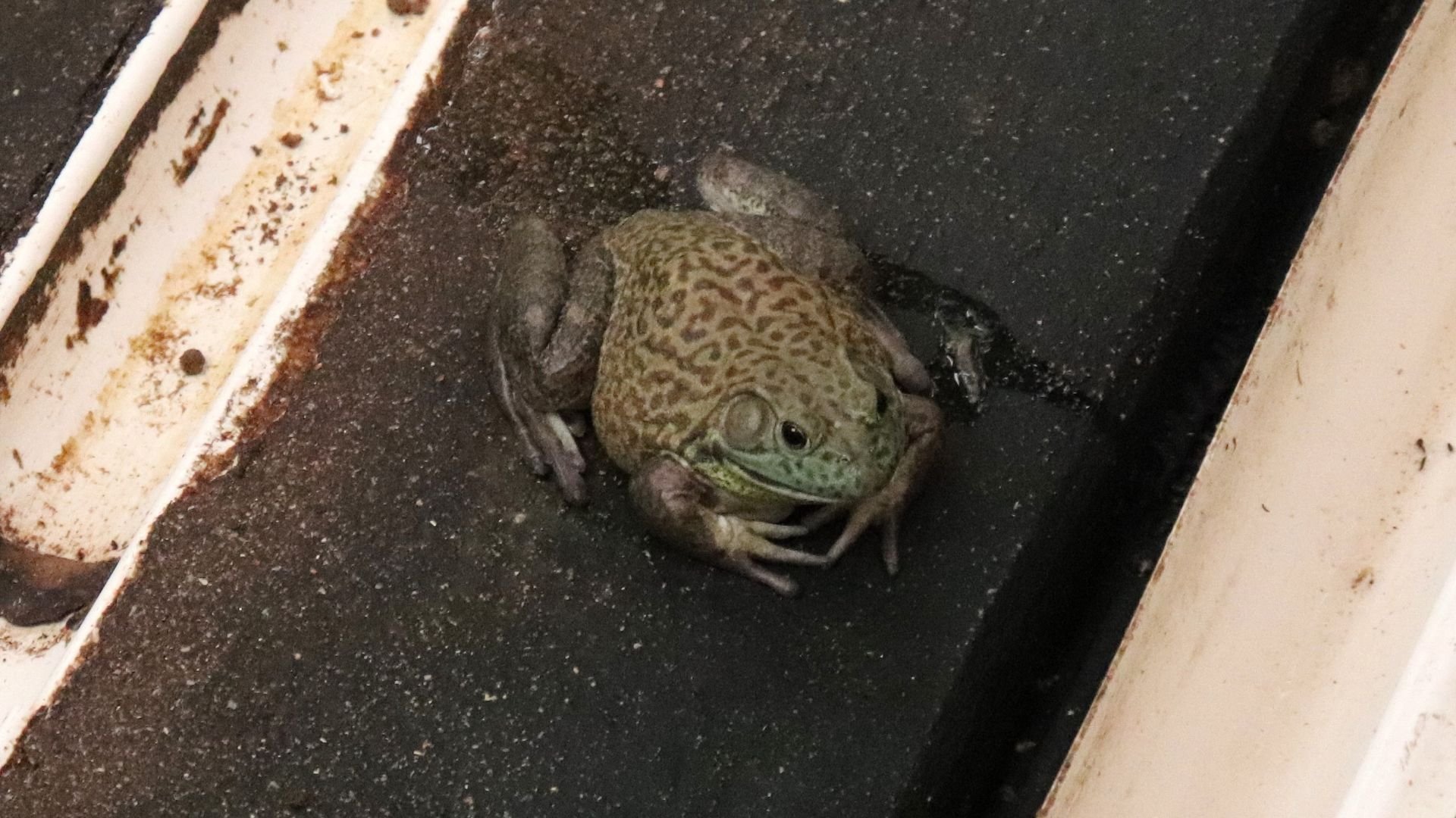 Aquecimento global cala sapos, rãs e pererecas e coloca espécies da Caatinga em risco, aponta estudo feito na Paraíba