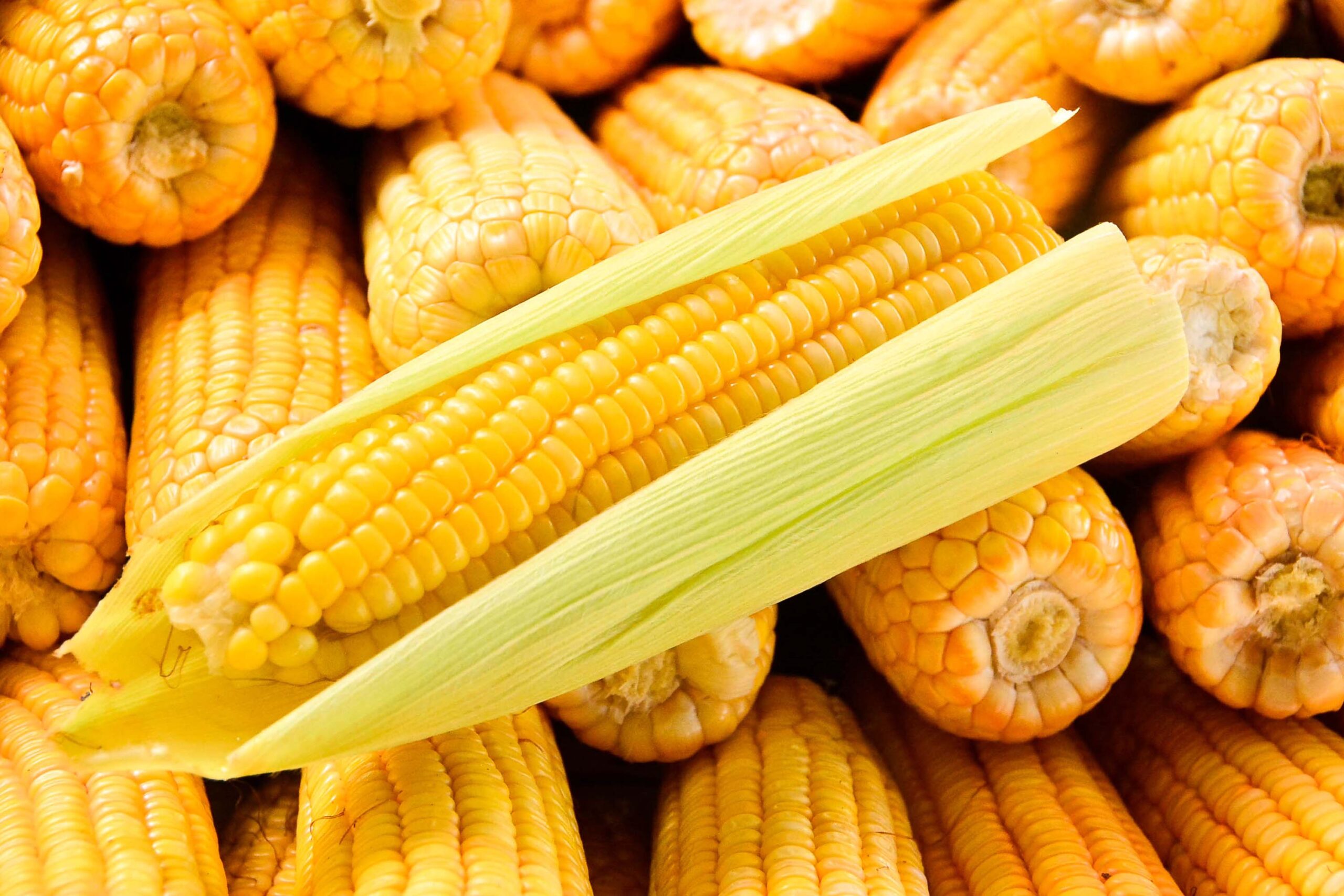 São João: preço da mão de milho varia entre R$ 50 e R$ 65 na Capital, aponta Procon-PB