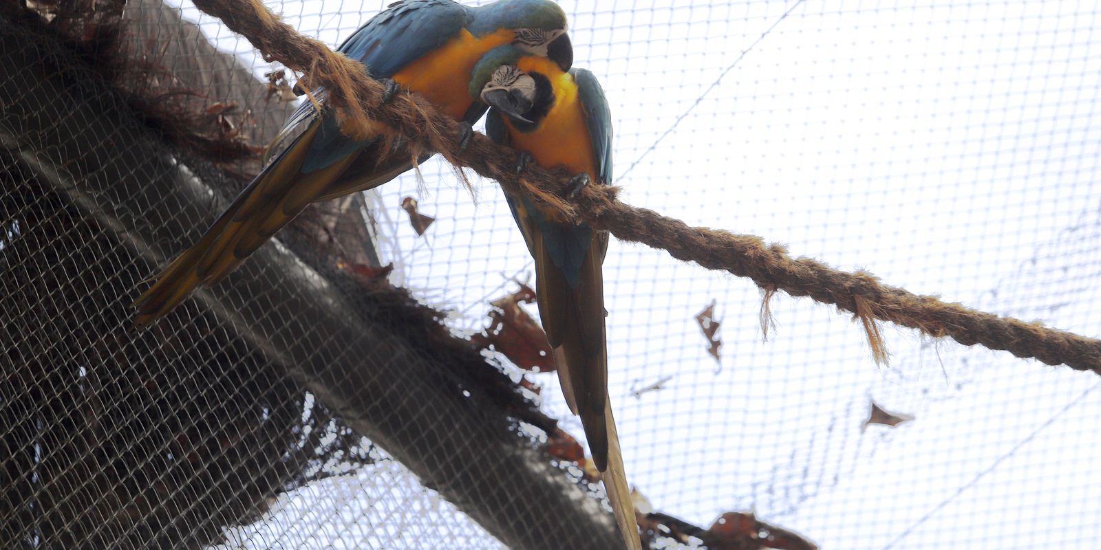 Morte de mais quatro aves fecha ao público zoológico do Rio