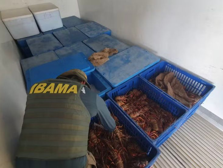 PRF apreende mais de 600 kg de lagosta em Alhandra e empresas são multadas