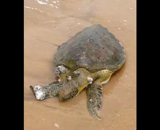 Tartaruga-verde é encontrada morta na Praia do Bessa, em João Pessoa