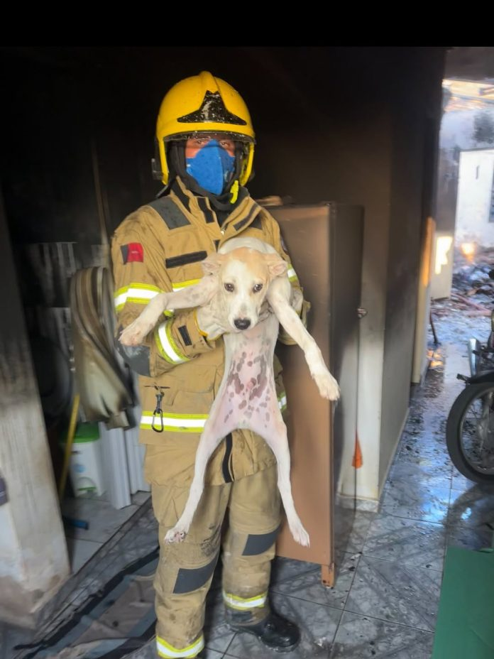 Bombeiros resgatam cachorro de casa em chamas, no Sertão paraibano