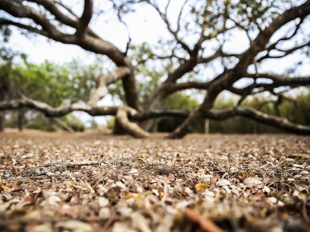 Maioria dos municípios da Paraíba enfrenta efeitos da seca prolongada e segue em situação de emergência