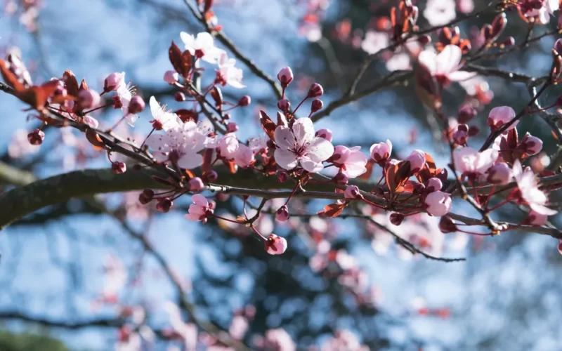 Primavera 2025 deve trazer temperaturas e chuva dentro da média na Paraíba; aponta meteorologista