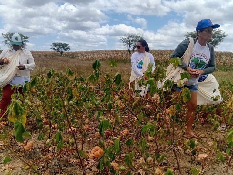Agreste paraibano recebe dia de campo sobre algodão agroecológico