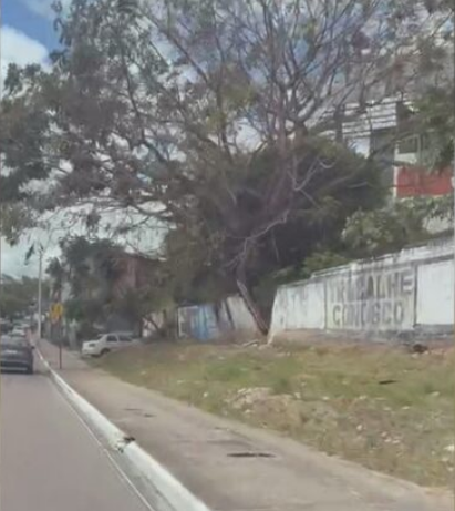 Árvore de grande porte ameaça cair na Av. Beira Rio; imagens mostram mudança em um ano