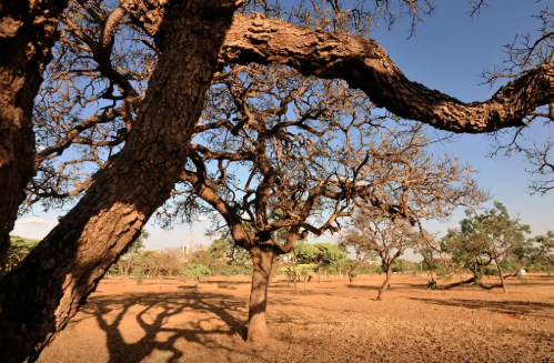 Oito municípios paraibanos entram em situação de emergência devido à estiagem
