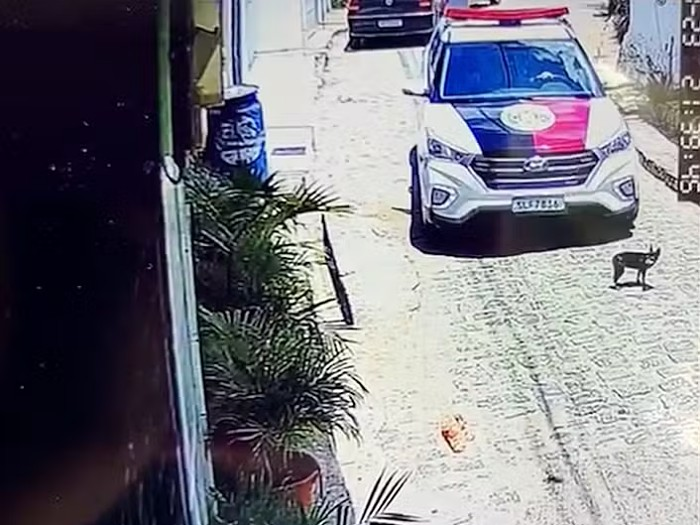 PM apura atropelamento de animal por viatura no bairro Castelo Branco