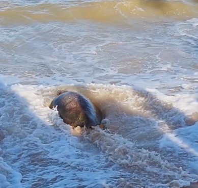 Tartaruga-cabeçuda encontrada ferida em maio é devolvida ao mar na Paraíba