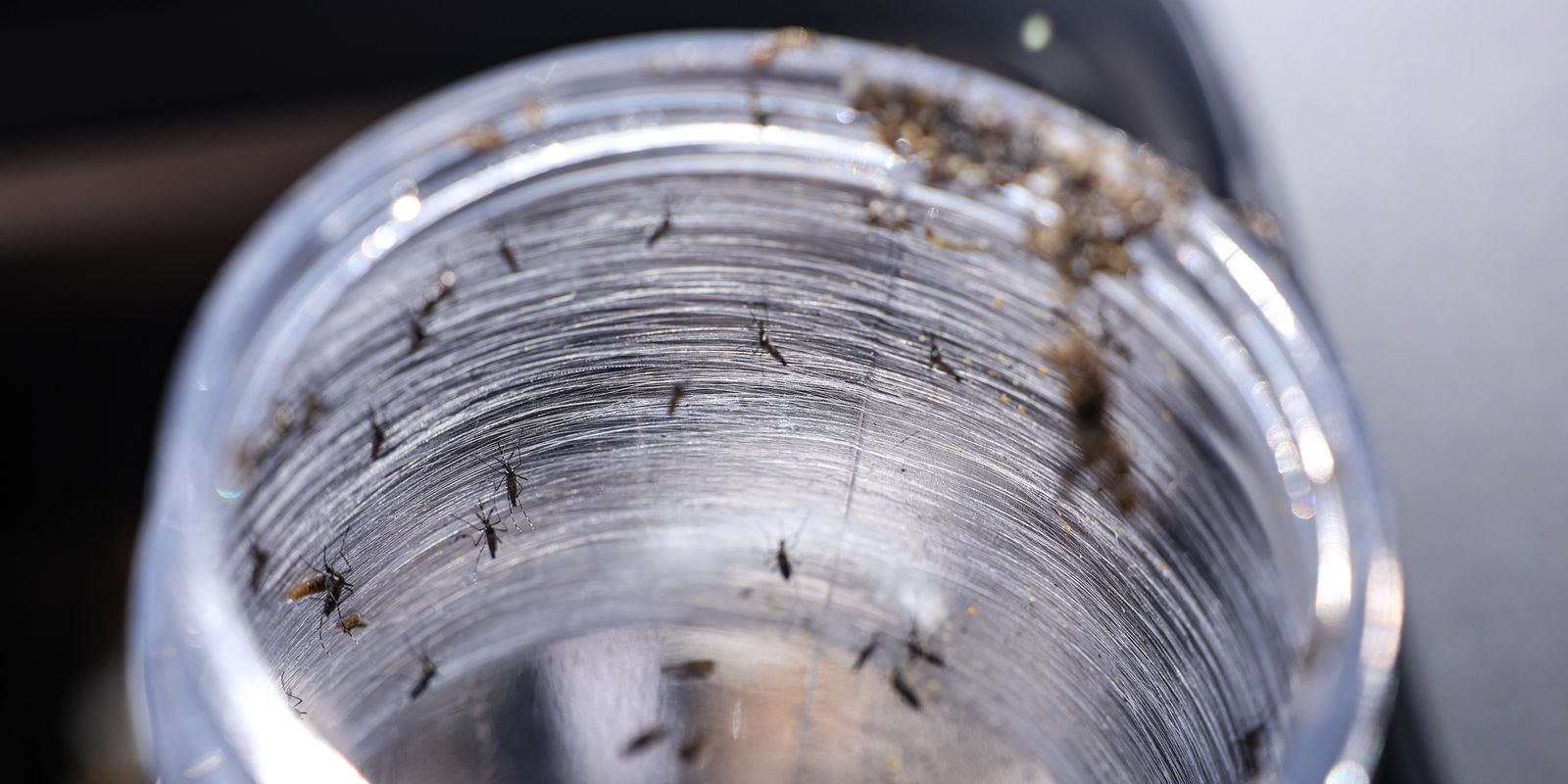 Ministério da Saúde intensificará mobilização contra dengue no Brasil