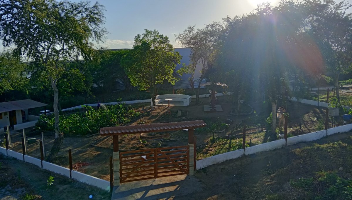 Quintal Produtivo cria espaço de sustentabilidade na UEPB e aproxima comunidade da agricultura familiar