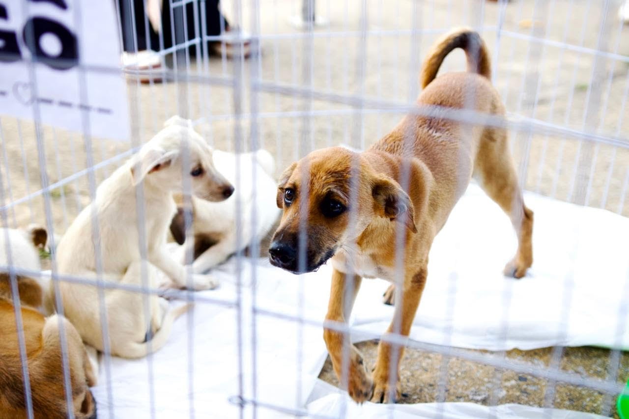 Força-tarefa resgata 90 animais e intensifica ações contra maus-tratos