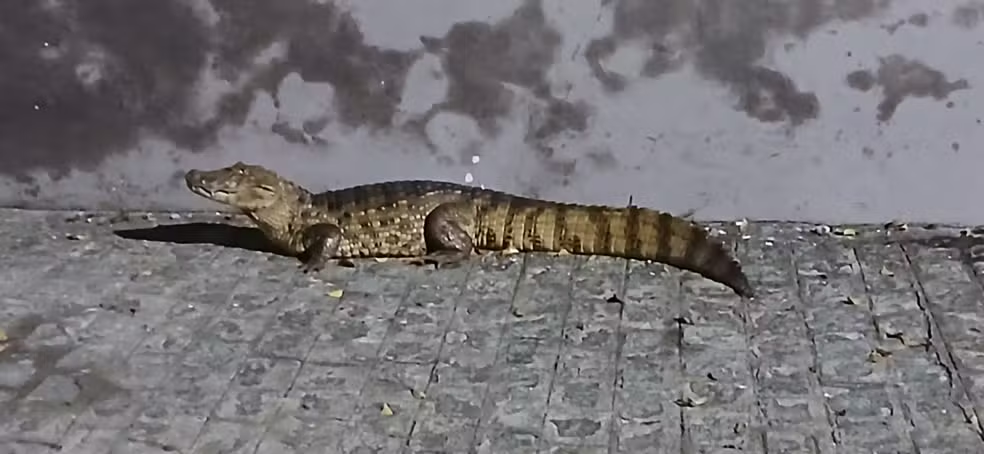 Jacaré é encontrado em rua de Fagundes e é resgatado pela Polícia Ambiental