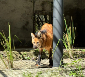 Parque Arruda Câmara recebe lobo-guará fêmea através de parceria com Cetas de Goiás