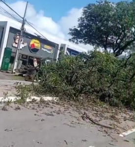 Ventania derruba árvore de grande porte na Epitácio Pessoa e bloqueia trânsito – PB AGORA