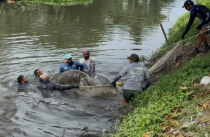 Peixe-boi é resgatado no rio Jaguaribe, em João Pessoa