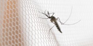 Cidades do noroeste de SP têm maior incidência de casos de dengue