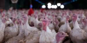 Agricultura confirma foco de doença de Newcastle em Santa Catarina