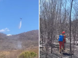 Incêndio na PB é controlado após consumir 800 hectares de vegetação